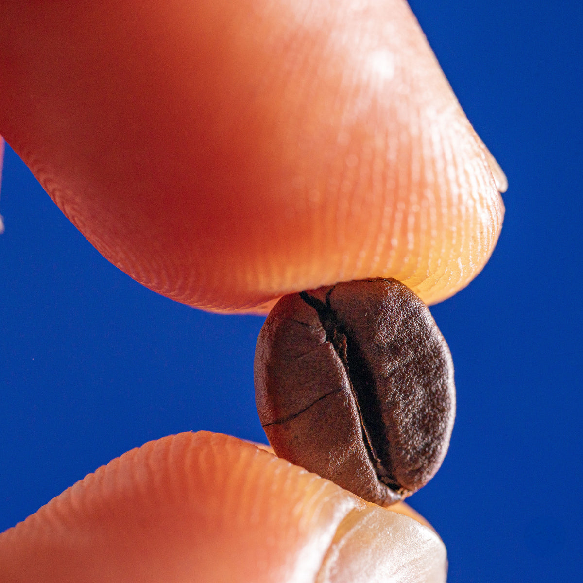 A single coffee bean held between two fingertips against a blue background