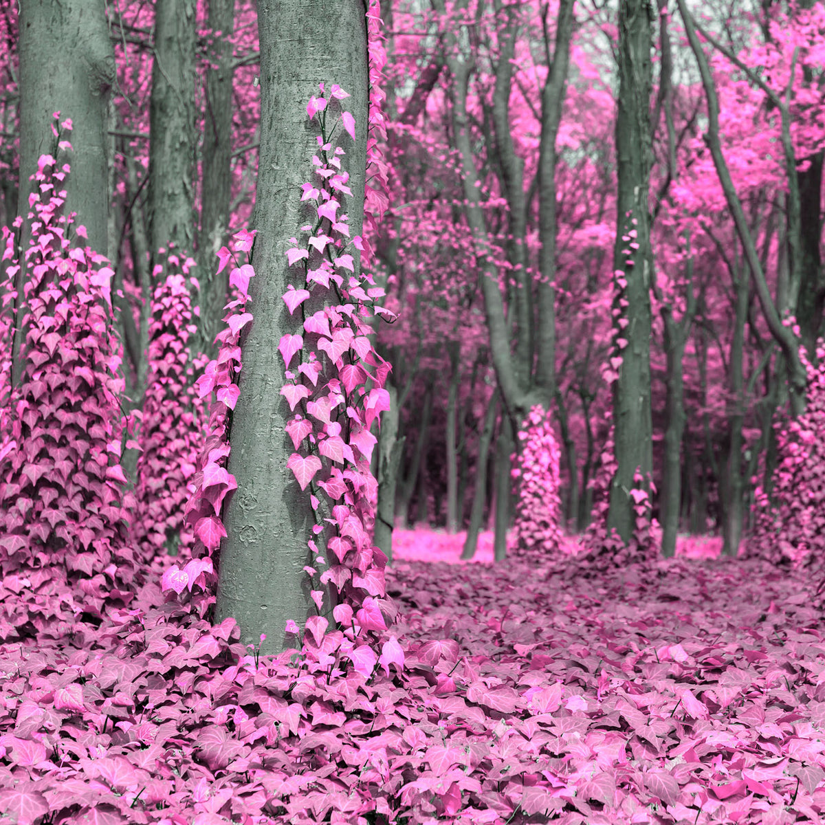 Forest of grey tree trunks covered in pink ivy