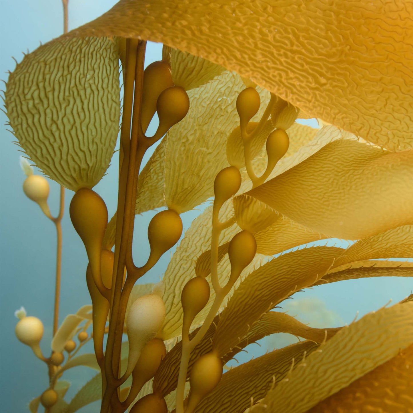 Sea Kelp Bioferment: Skin Benefits 