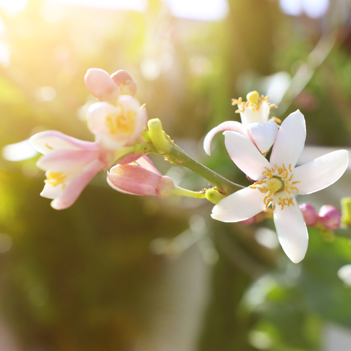 Neroli Floral Water for Skin